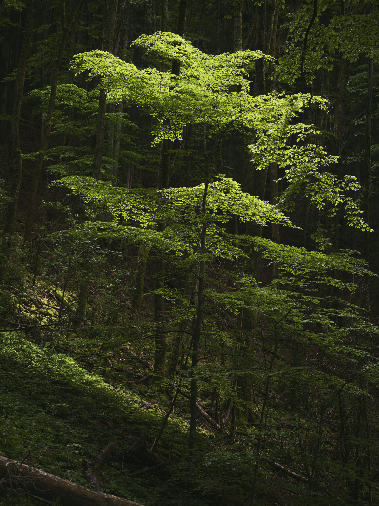 mathieupicollet_photographe_nature_paysage_vercors_1